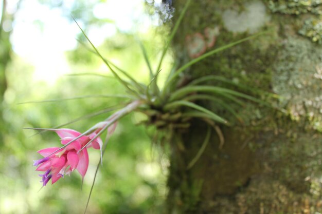 Foto bromelia con un fiore rosa in un albero