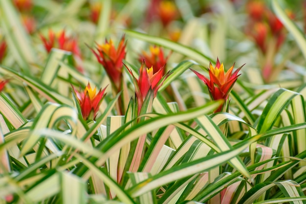 Bromeliad