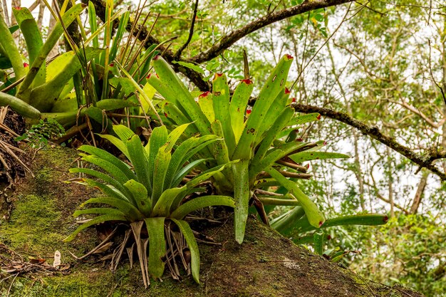 Photo bromeliads at tree trunk from brazilian rainforest on ilhabela island in sao paulo brazil