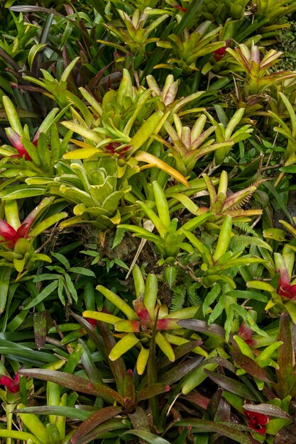 Bromeliads on tropical garden