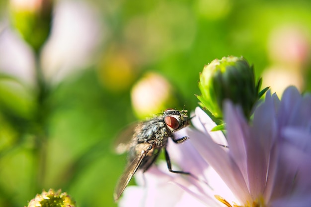 Bromvlieg op een bloem genomen als macro Op een weide in de tuin Macro shot Insecten