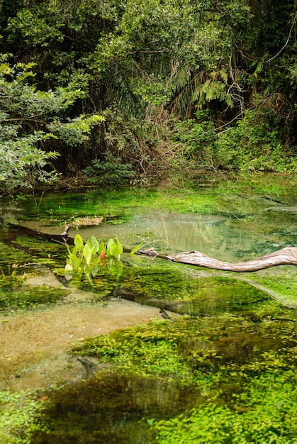 Bron van rivier met helder water in het regenwoud in Bonito Mato Grosso do Sul Brazil