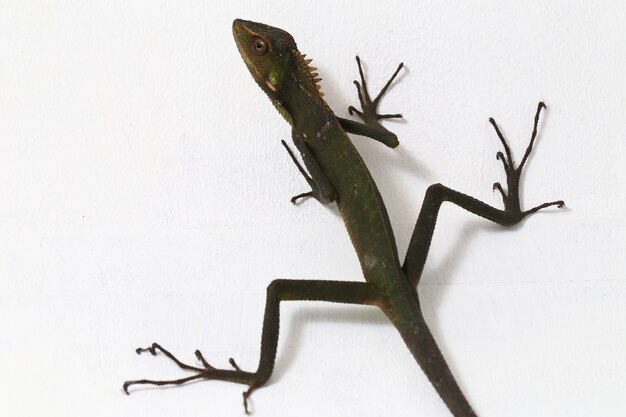 Photo bronchocela jubata forest lizard isolated on white