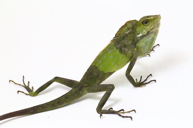 Bronchocela jubata forest lizard isolated on white 