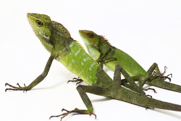 Bronchocela jubata forest lizard isolated on white 