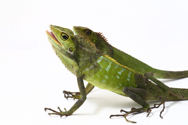 Bronchocela jubata forest lizard isolated on white 