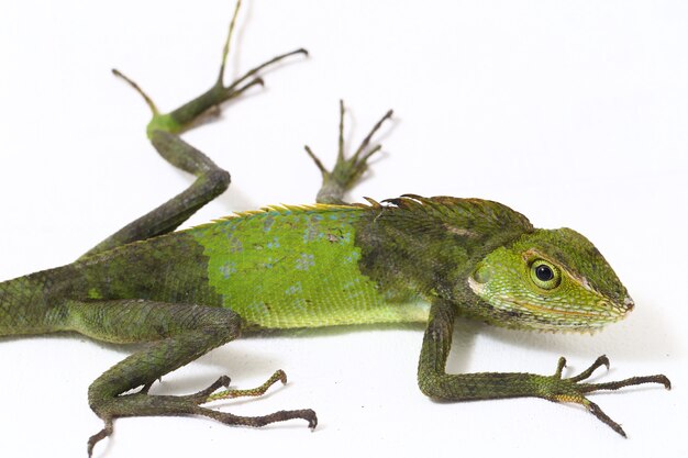 Bronchocela jubata forest lizard isolated on white 