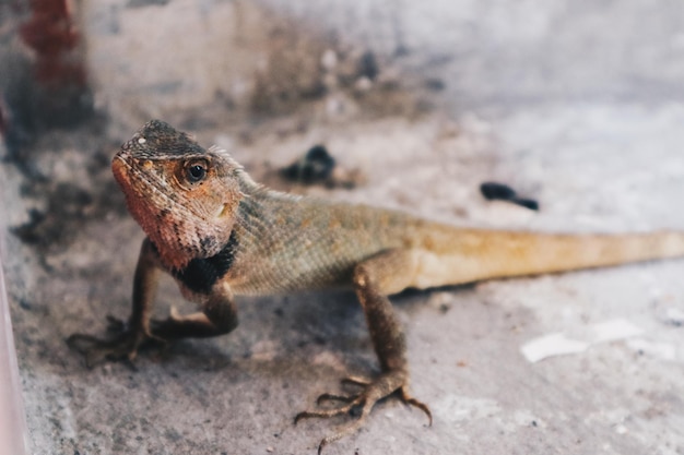 Bronchocela Jubata of Maned Forest Lizard in de grond met rode kop en bruin lichaam