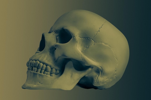 Bronze color gypsum human skull isolated on colorful\
background. plaster sample model skull for students of art schools.\
forensic science, anatomy and art education concept. mockup for\
drawing design.