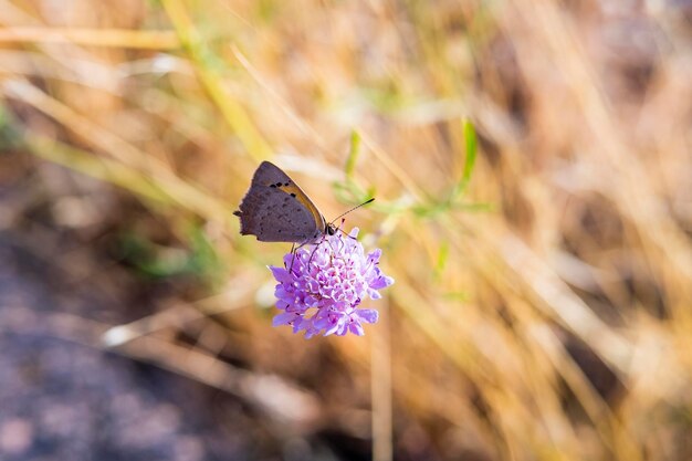 A bronze copper or lycaena hyllus butterfly