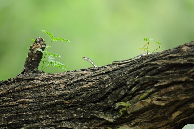 Bronzeback Boomslang