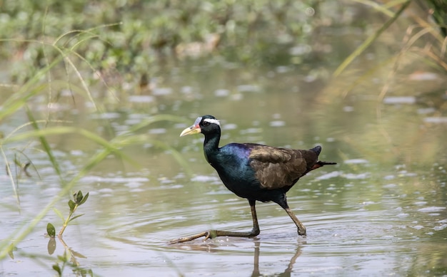 Foto jacana alato di bronzo su un ritratto di animale a terra