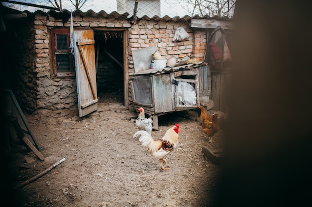  A brood of chickens walking on the poultry farm 