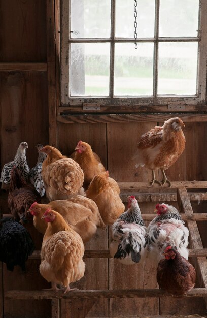 Brood of domestic chickens sitting in the chicken coop.