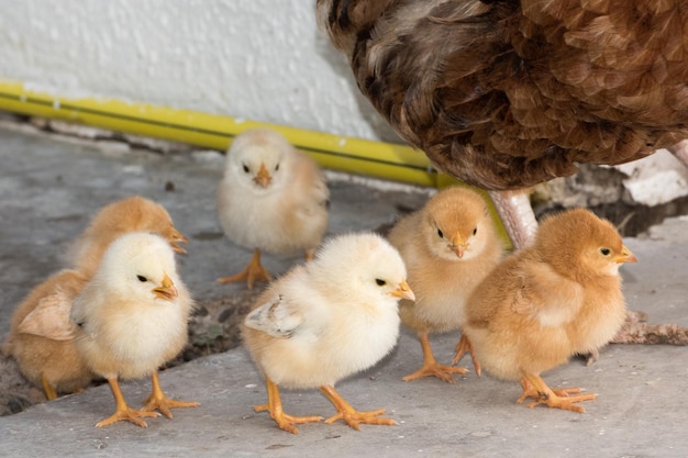 Brooding hen and chicks in a farm