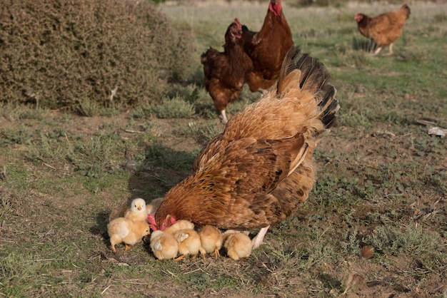 Brooding hen and chicks in a farm