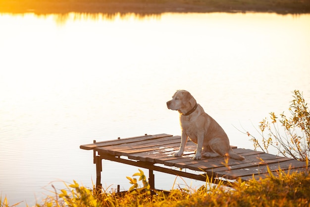 Foto labrador meditabondo seduto su un molo vicino al fiume