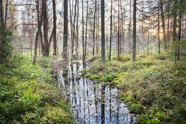 Brook in autumn forest