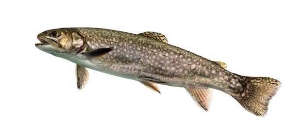 Photo brook trout swimming, isolated on white