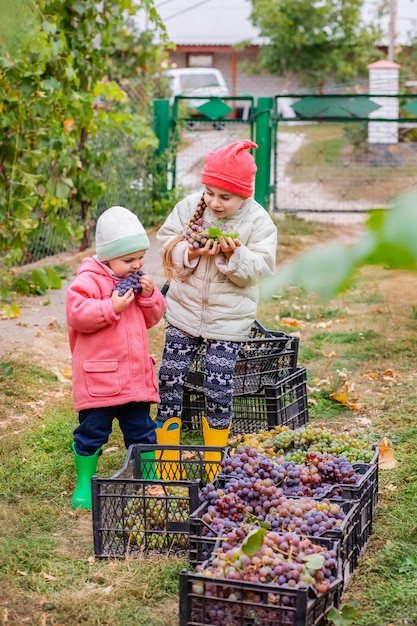 Brother and sister with grapes in their hands in the garden harvest on the farm children tear grapes