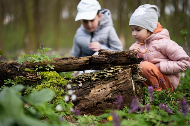 Fratello e sorella scoprono il legno nella foresta primaverile