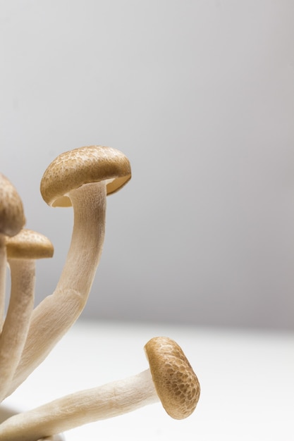 Broun Shimeji mushrooms close up.