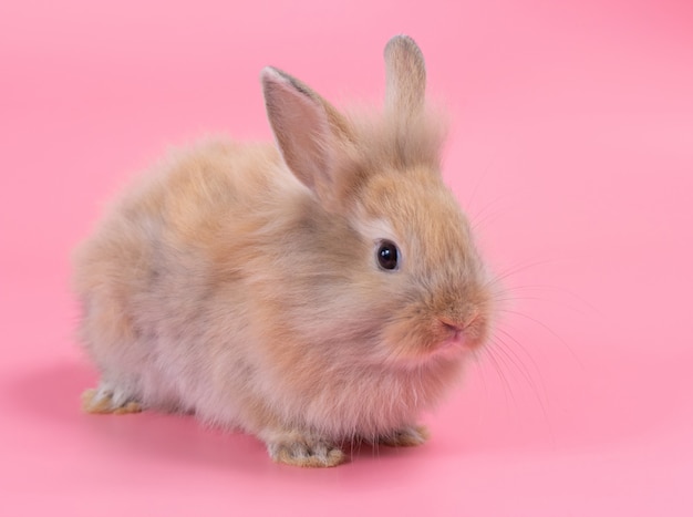 Brown adorable baby rabbit on pink background. Cute baby rabbit.