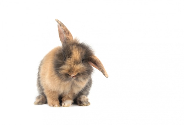 Brown adorable baby rabbit on white background