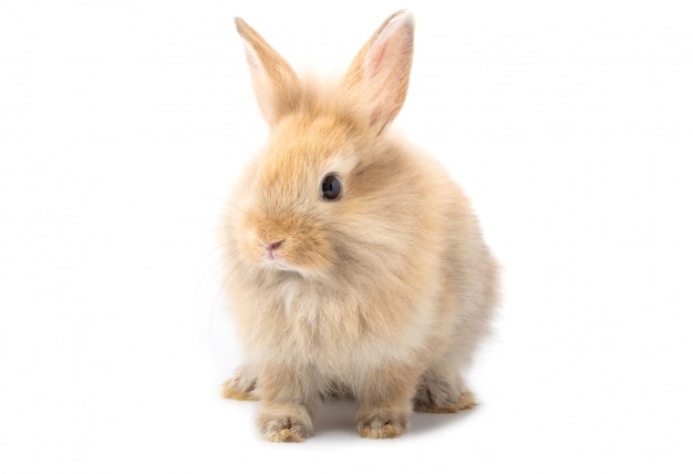 Brown adorable baby rabbit on white background. 