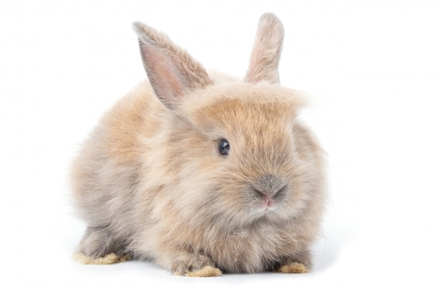 Brown adorable baby rabbit on white background.