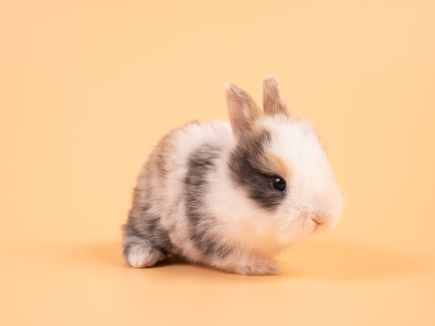 Brown adorable baby rabbit on yellow background. Cute baby rabbit.