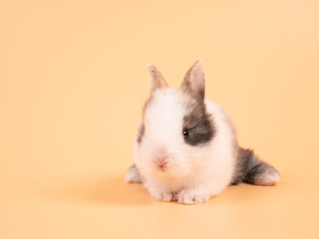 Photo brown adorable baby rabbit on yellow. cute baby rabbit.