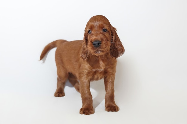 Brown adorable Irish setter puppy photo shoot in the studio on a white background