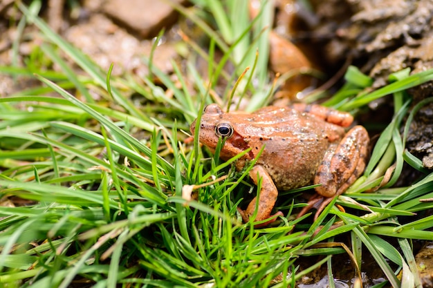 Brown agile frog between vegetation