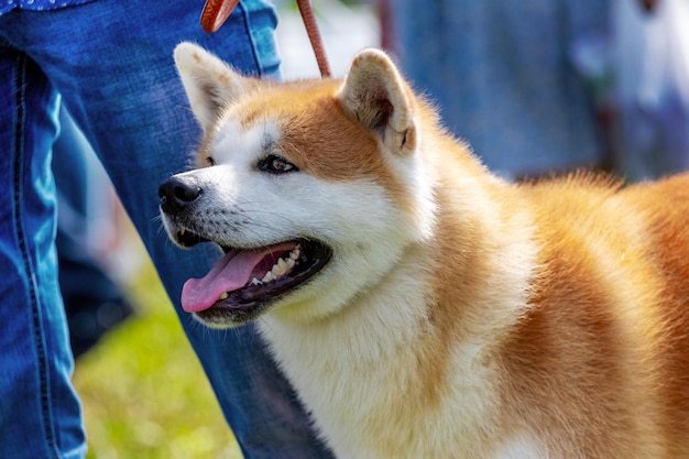 晴れた日に飼い主の近くにいる茶色の秋田犬