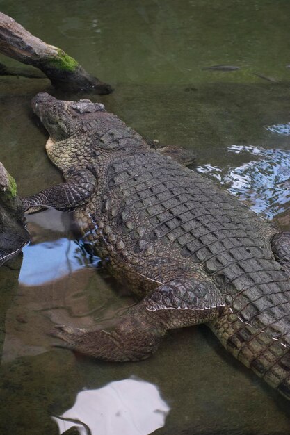 brown alligator resting on the sand beside a river