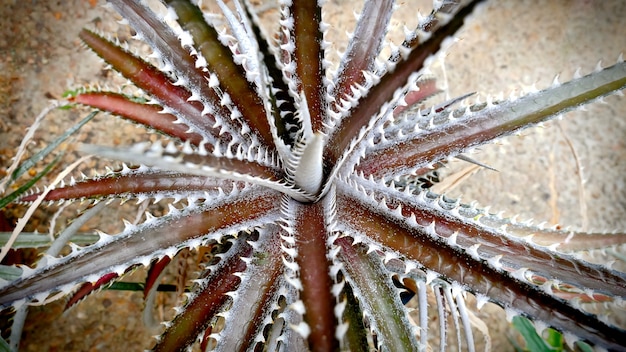 Photo brown aloe vera like plant in the sand