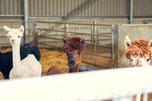 Photo a brown alpaca on a farm