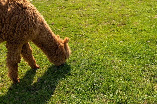 緑の芝生の農場で放し飼いにされる茶色のアルパカ