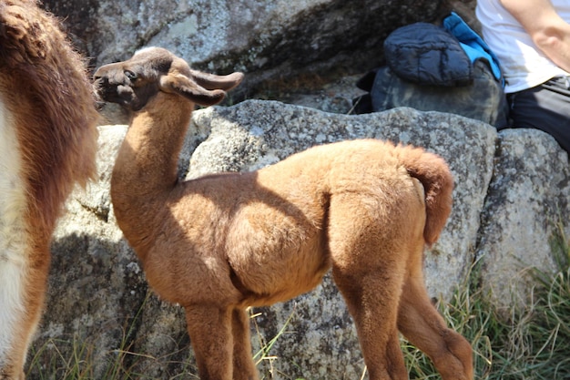 Un'alpaca marrone a machu picchu perù