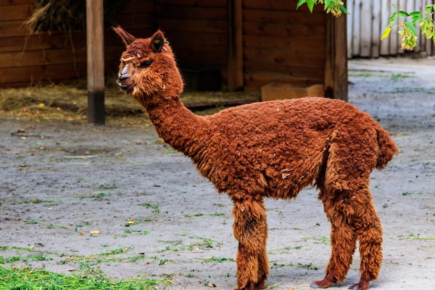 Brown alpaca Vicugna pacos on farmyard