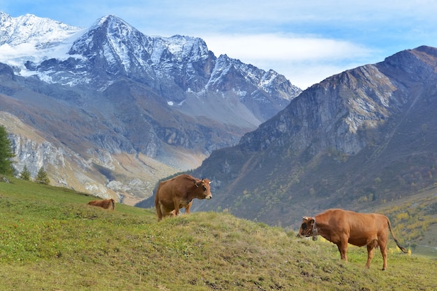 Brown alpine cows in alpine pasture with peak snowy background