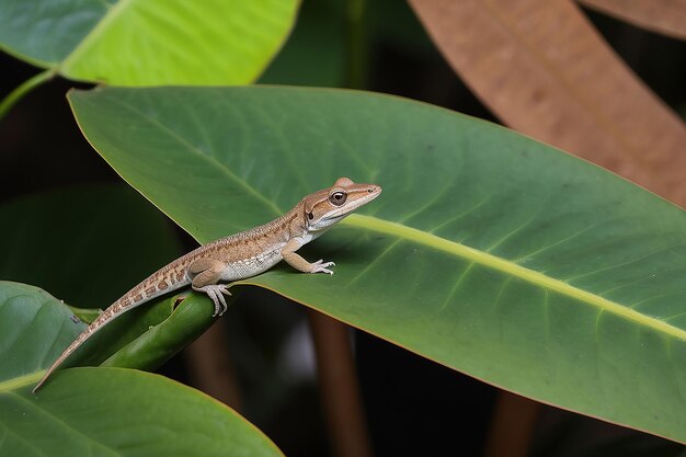Photo brown anole waving for the camera and resting on a birds nest anthurium leaf see its silhouette through the leaf