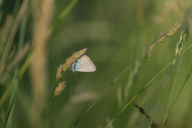 Brown argus butterfly in nature on a plant