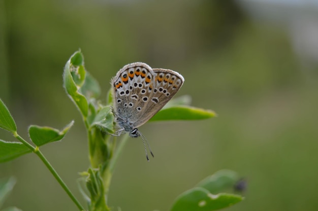 A Brown Argus butterfly resting on a grass seed stem