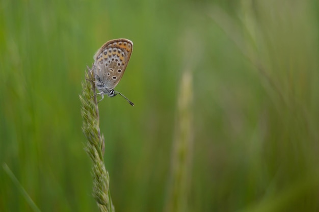 A Brown Argus butterfly resting on a grass seed stem