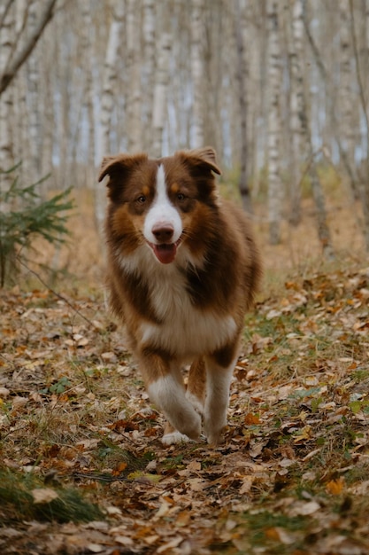 Brown Australian Shepherd dog walks in autumn forest along trail of yellow fallen leaves