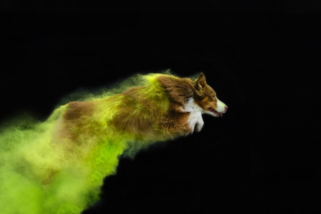 Brown Australian Shepherd with green and yellow holi colors jumps on black background