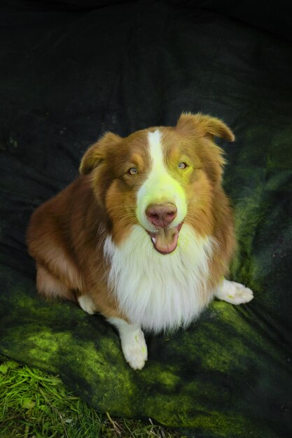 Brown Australian Shepherd with yellow and green holi colors on face sits on black fabric background