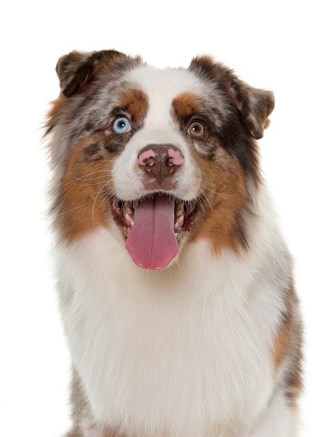 brown australian shepherd